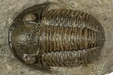 Detailed Gerastos Trilobite Fossil - Morocco #351273-1
